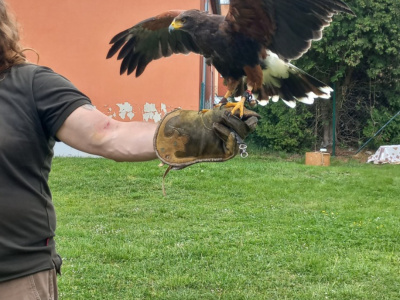 Sovy a dravci ve školce